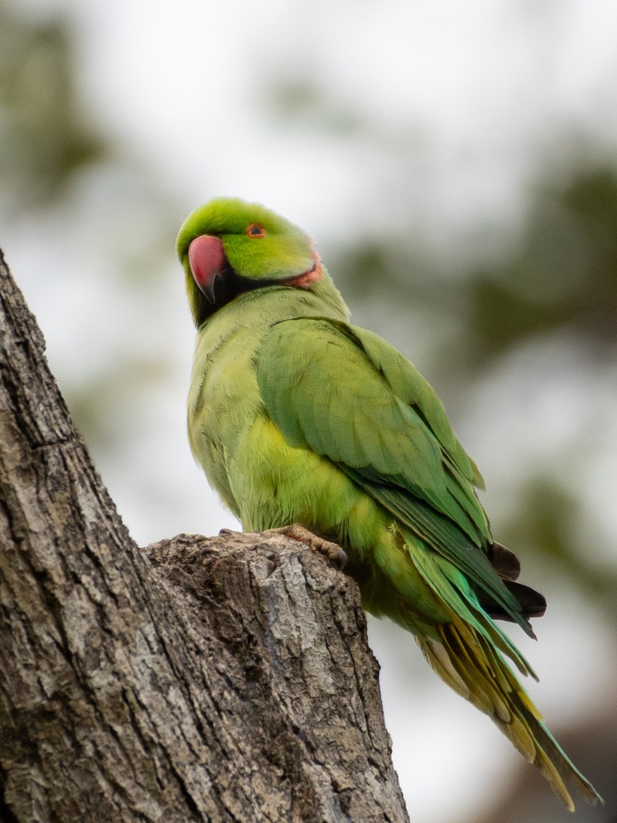 Rose-ringed Parakeet - ML223541041