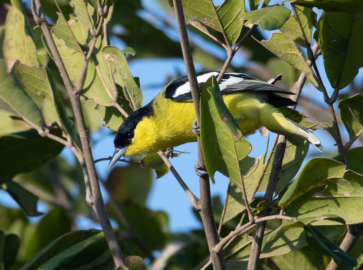 White-tailed Iora - ML223541231