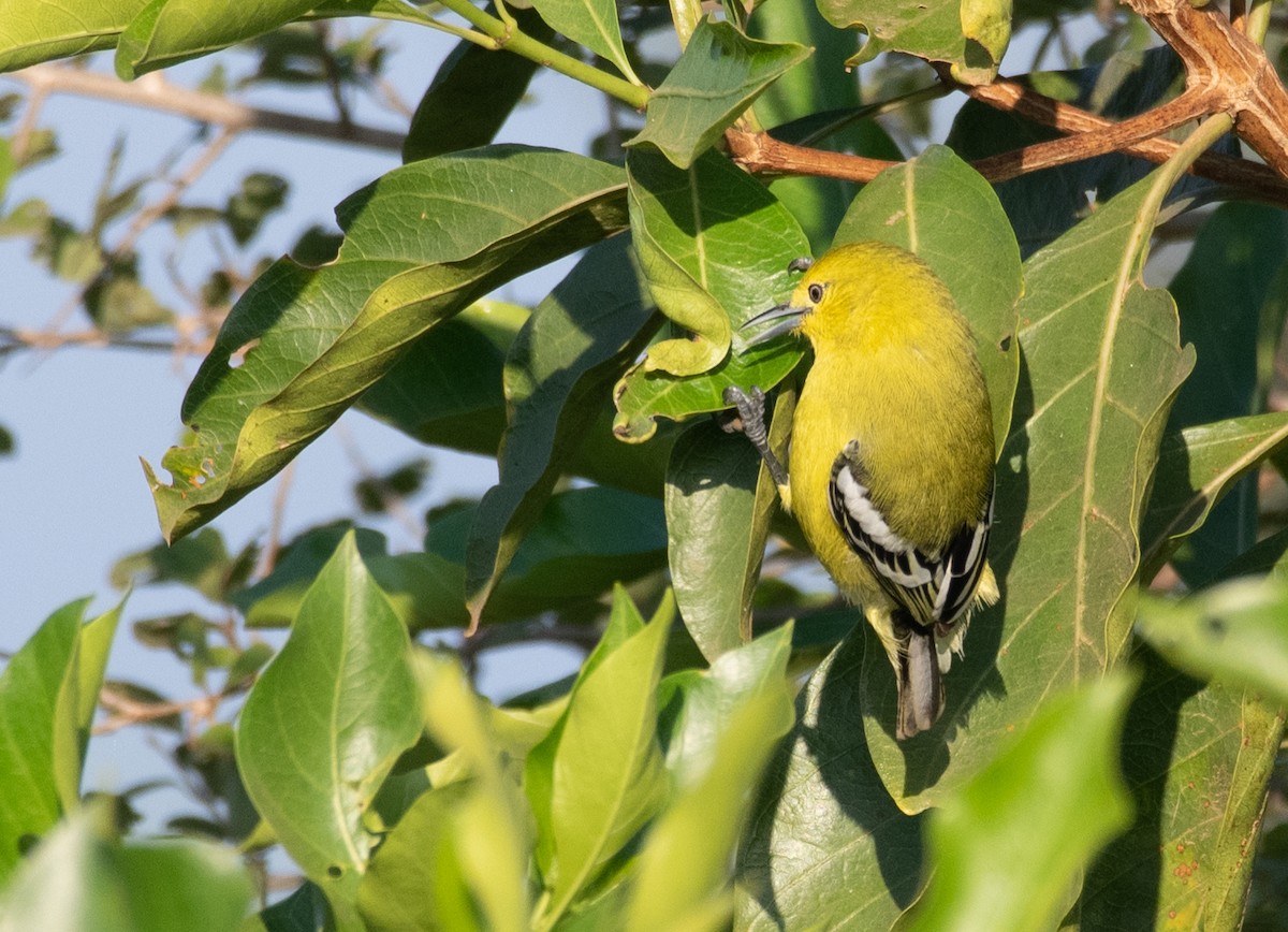 White-tailed Iora - ML223541261