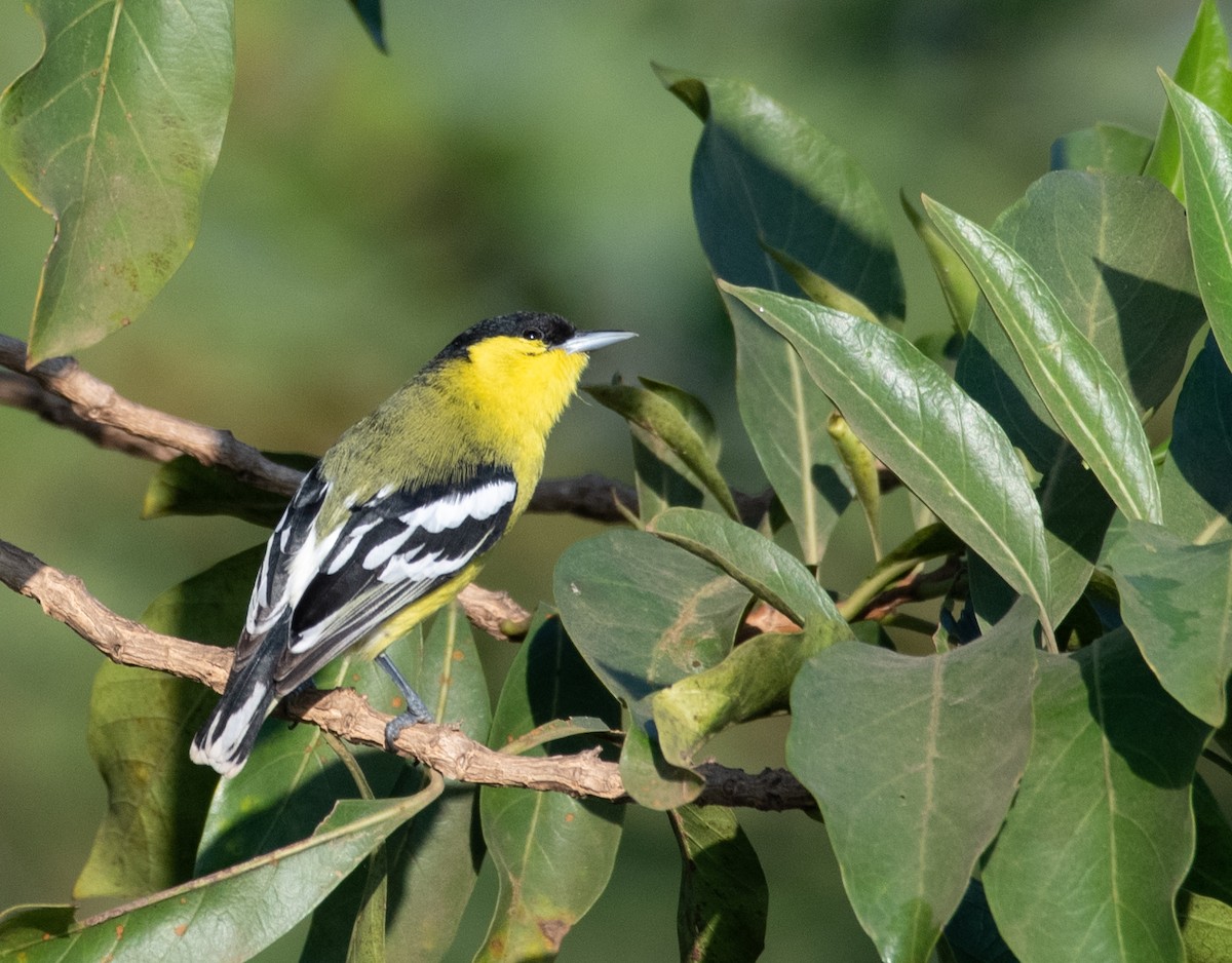 White-tailed Iora - ML223541271