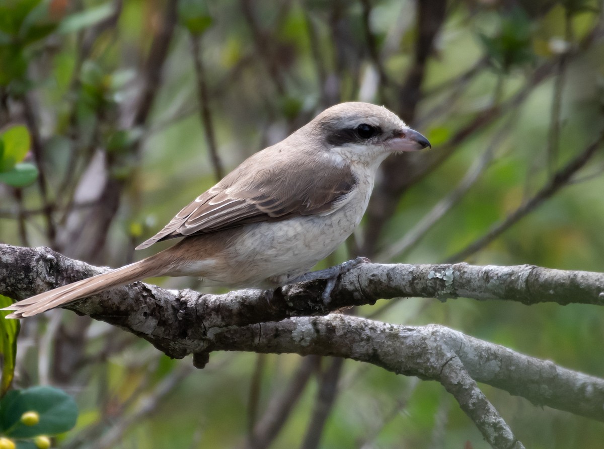 Brown Shrike (Brown) - ML223541281