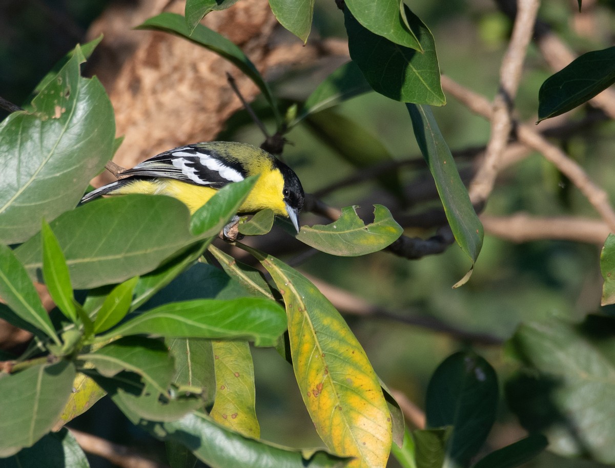 White-tailed Iora - ML223541361