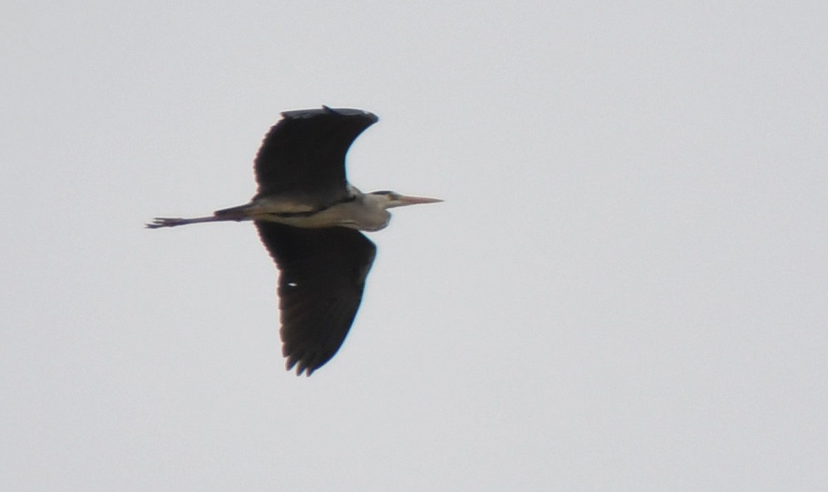 Gray Heron - Ricard Gutiérrez
