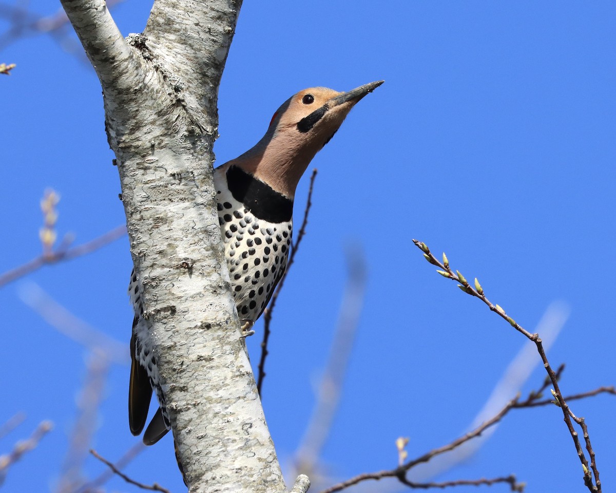 Northern Flicker (Yellow-shafted) - ML223543521