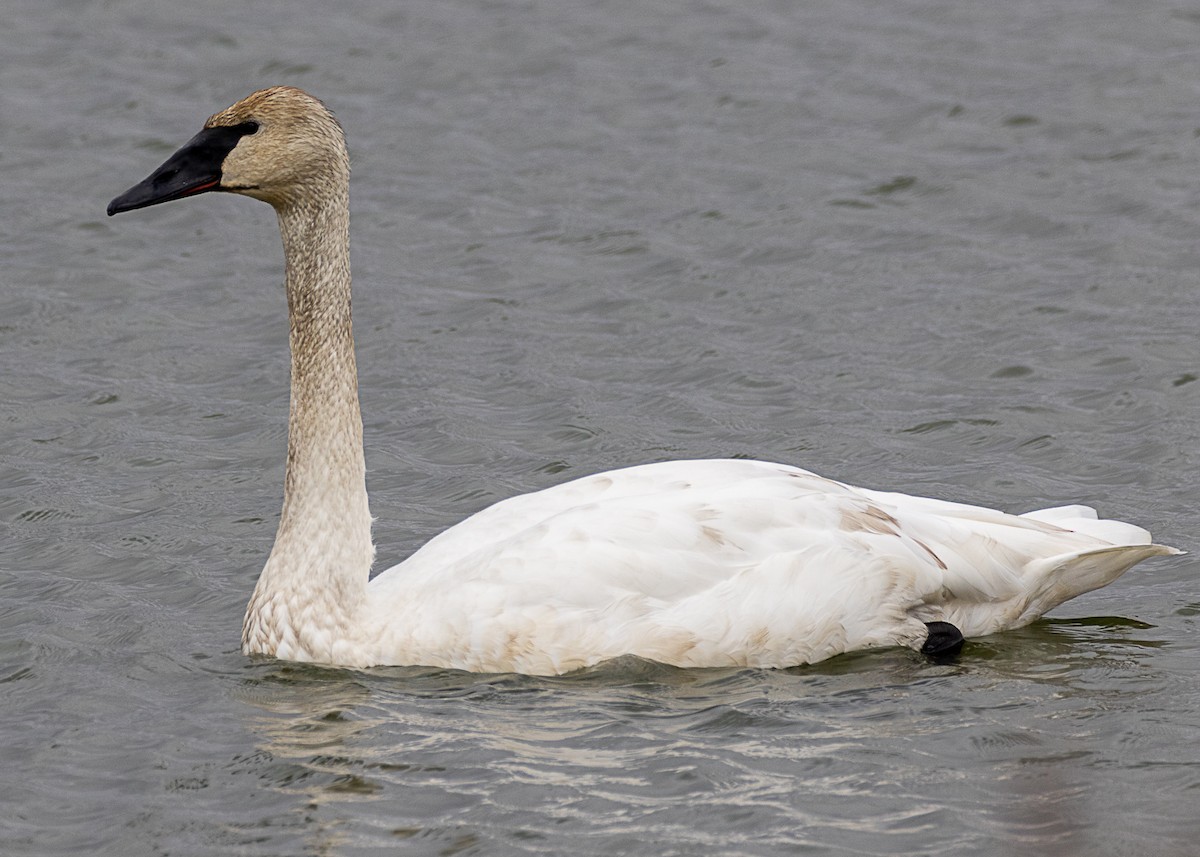 Trumpeter Swan - Luc Tremblay