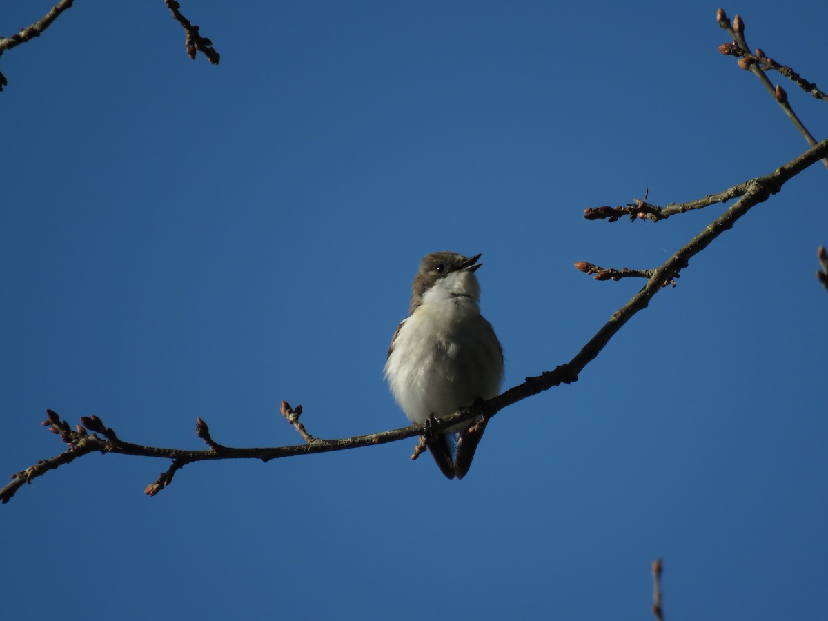 European Pied Flycatcher - ML223544311