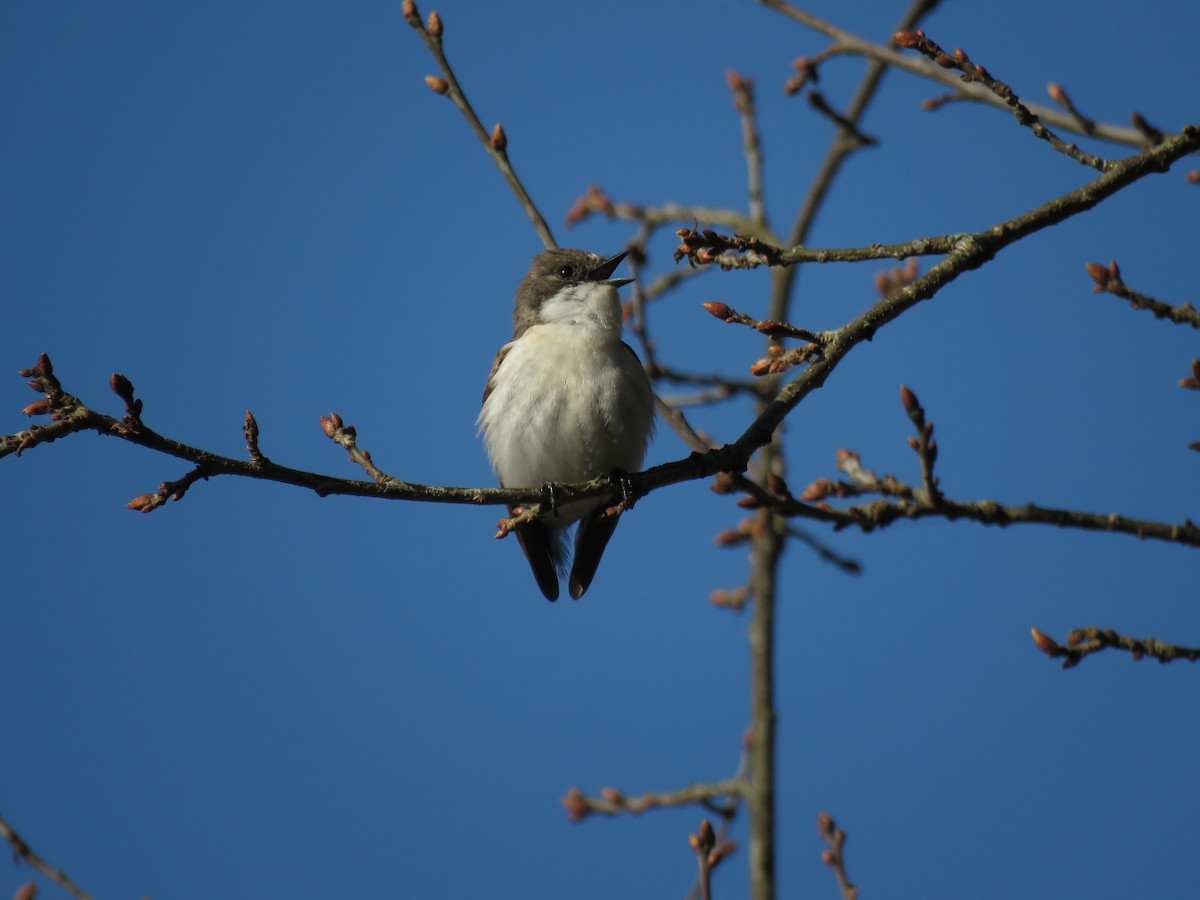 European Pied Flycatcher - ML223544471