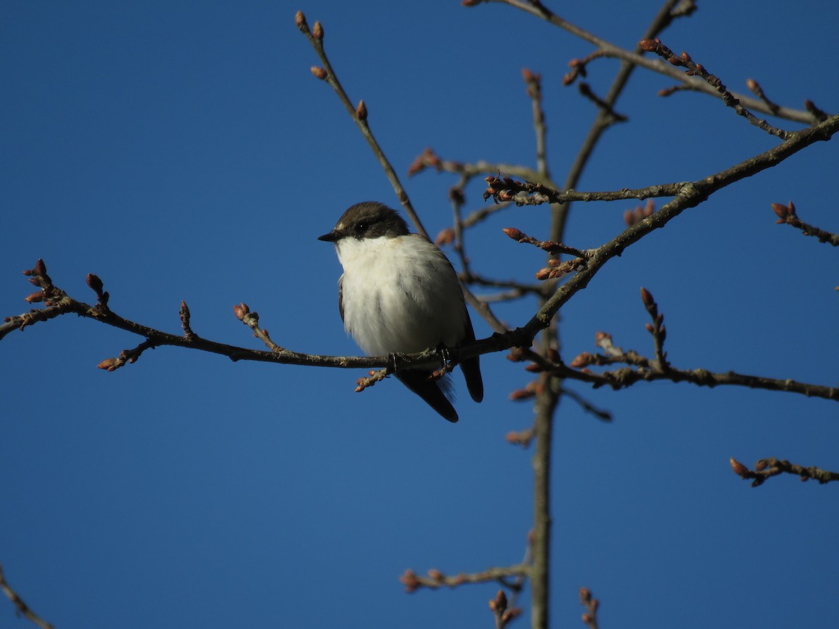 European Pied Flycatcher - ML223544541