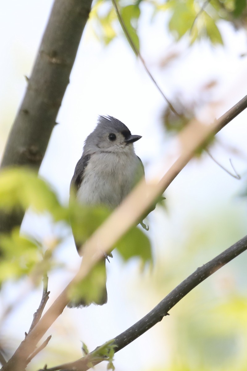 Mésange bicolore - ML223544621