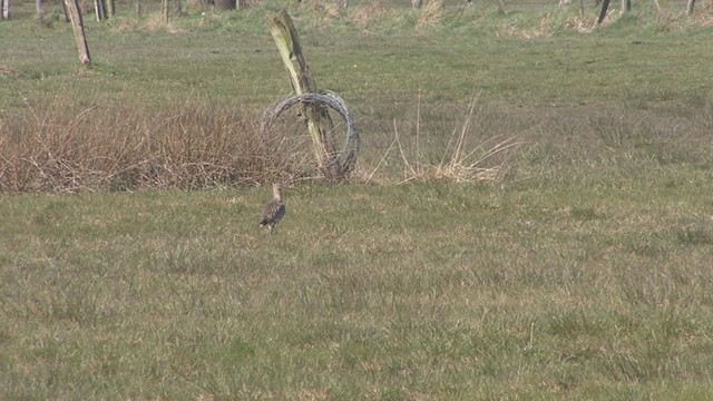 Eurasian Curlew - ML223545531