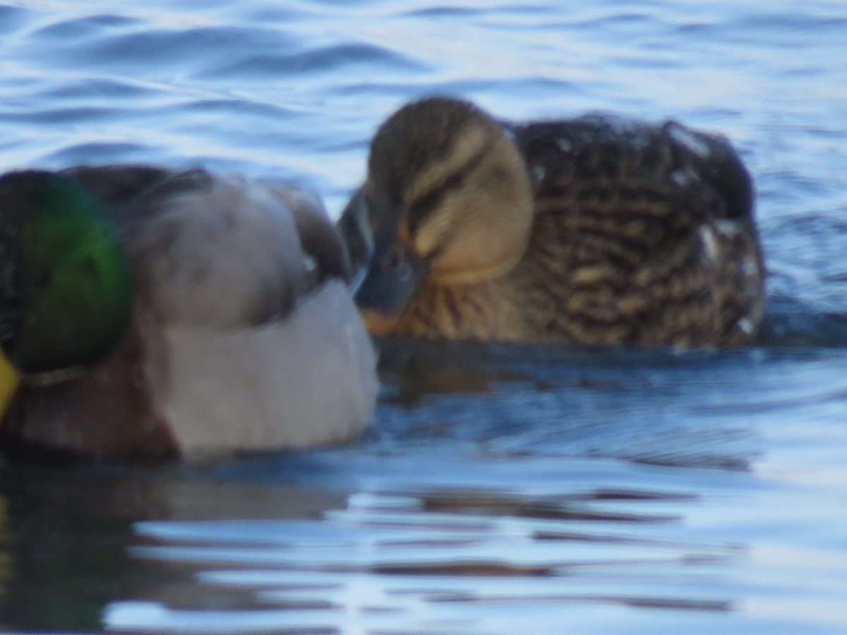 Canard colvert - ML22354641