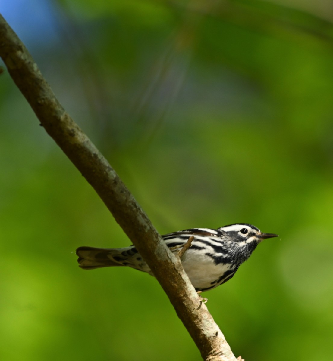 Black-and-white Warbler - ML223549011