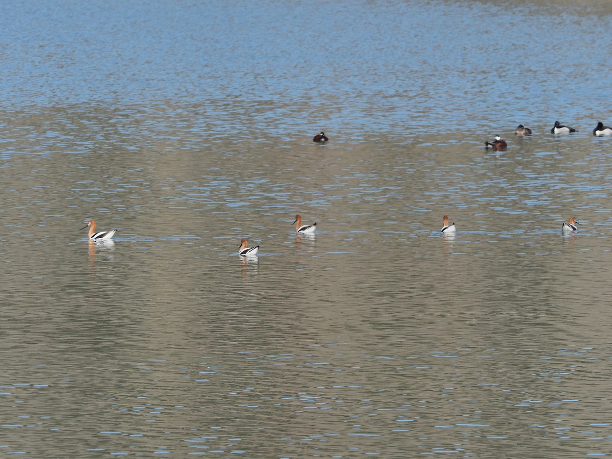 American Avocet - ML223549431