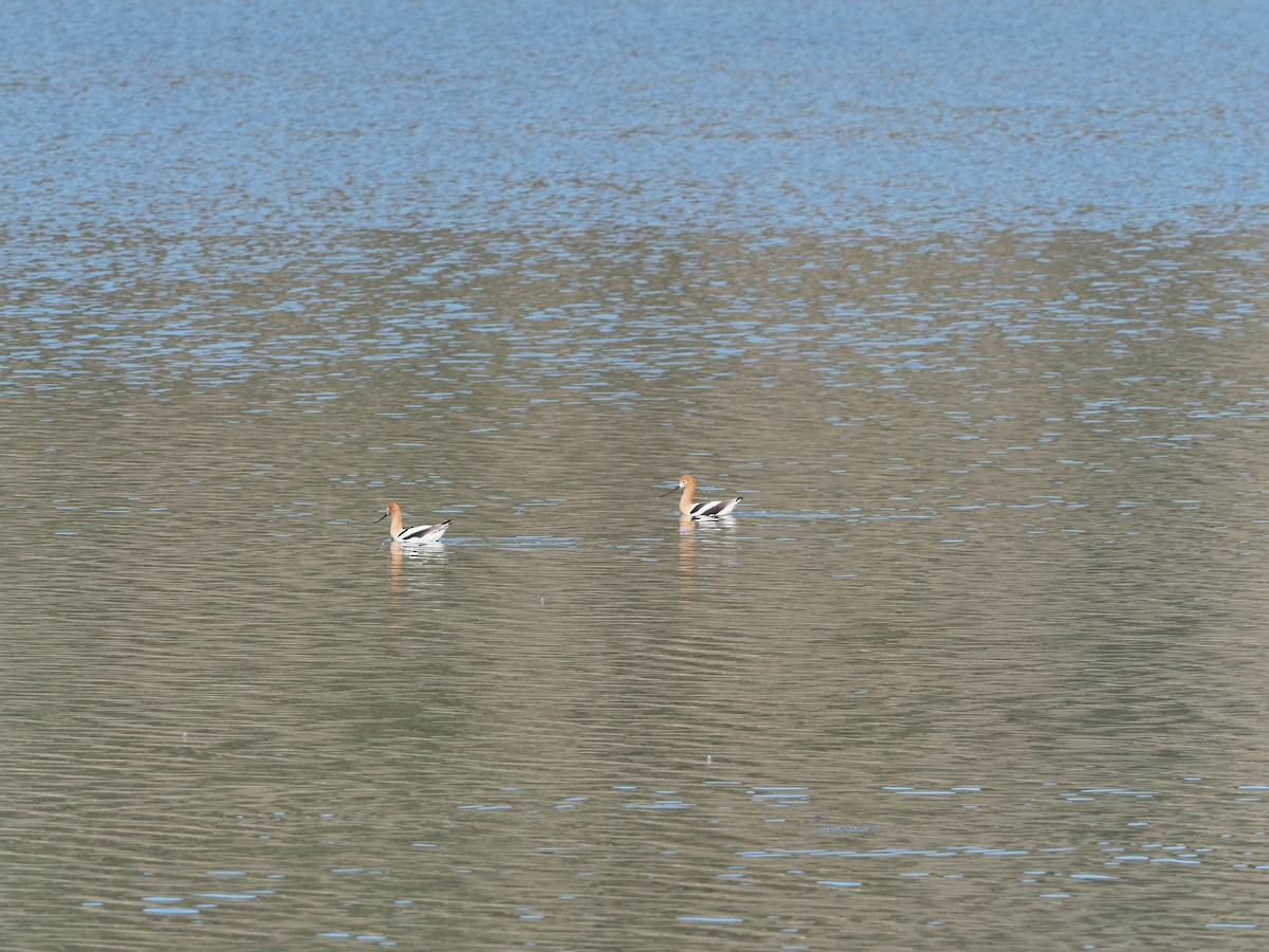 American Avocet - ML223549441