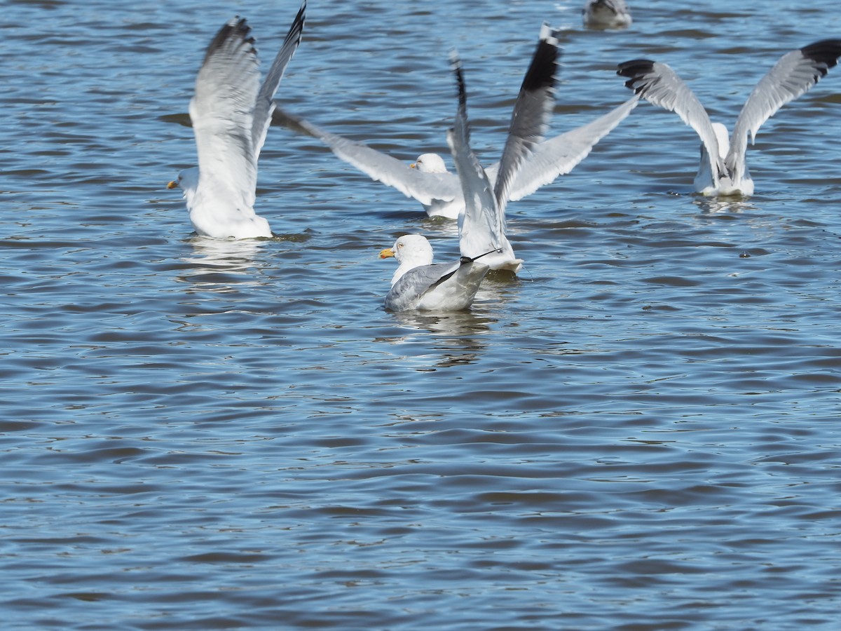 American Herring Gull - ML223549511