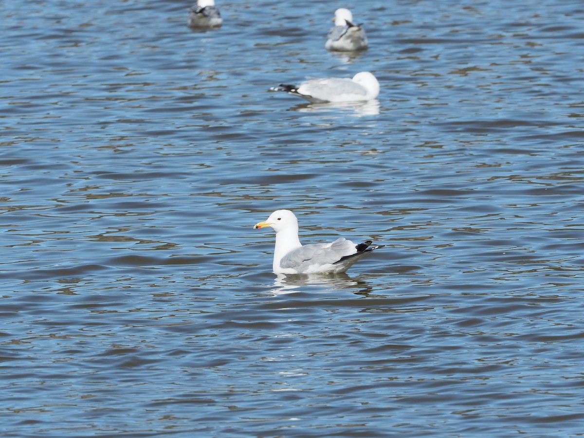 California Gull - ML223549531