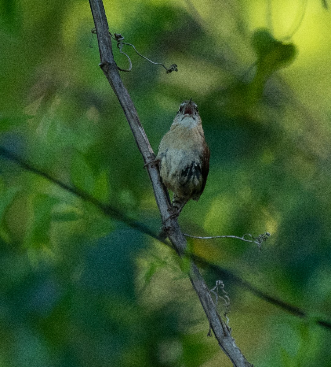 Carolina Wren - ML223549941