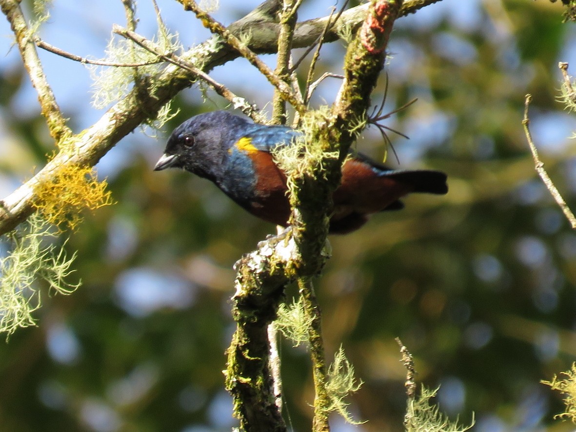 Chestnut-bellied Euphonia - ML223550071