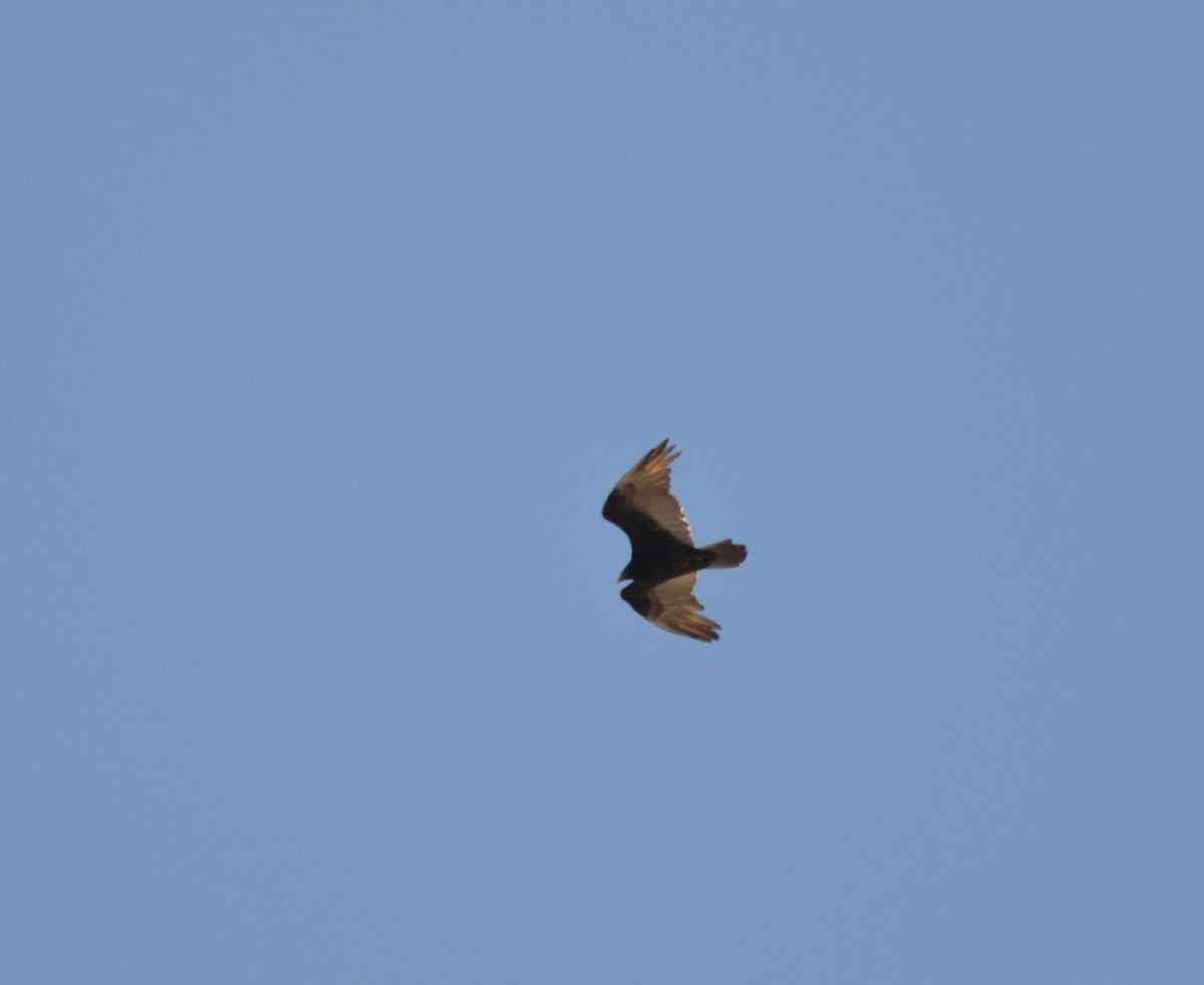 Turkey Vulture - ML223550101