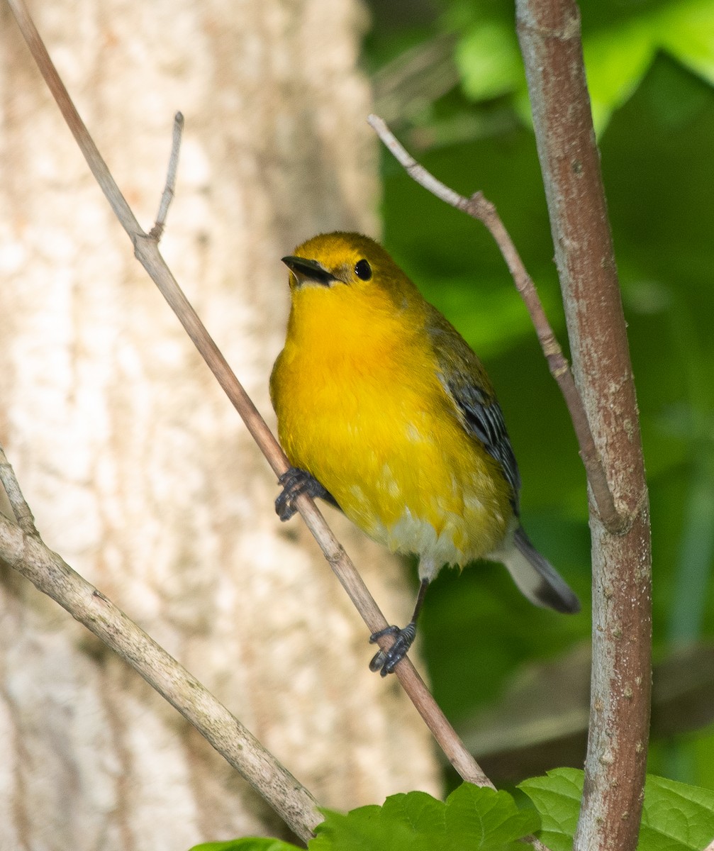 Prothonotary Warbler - ML223550231