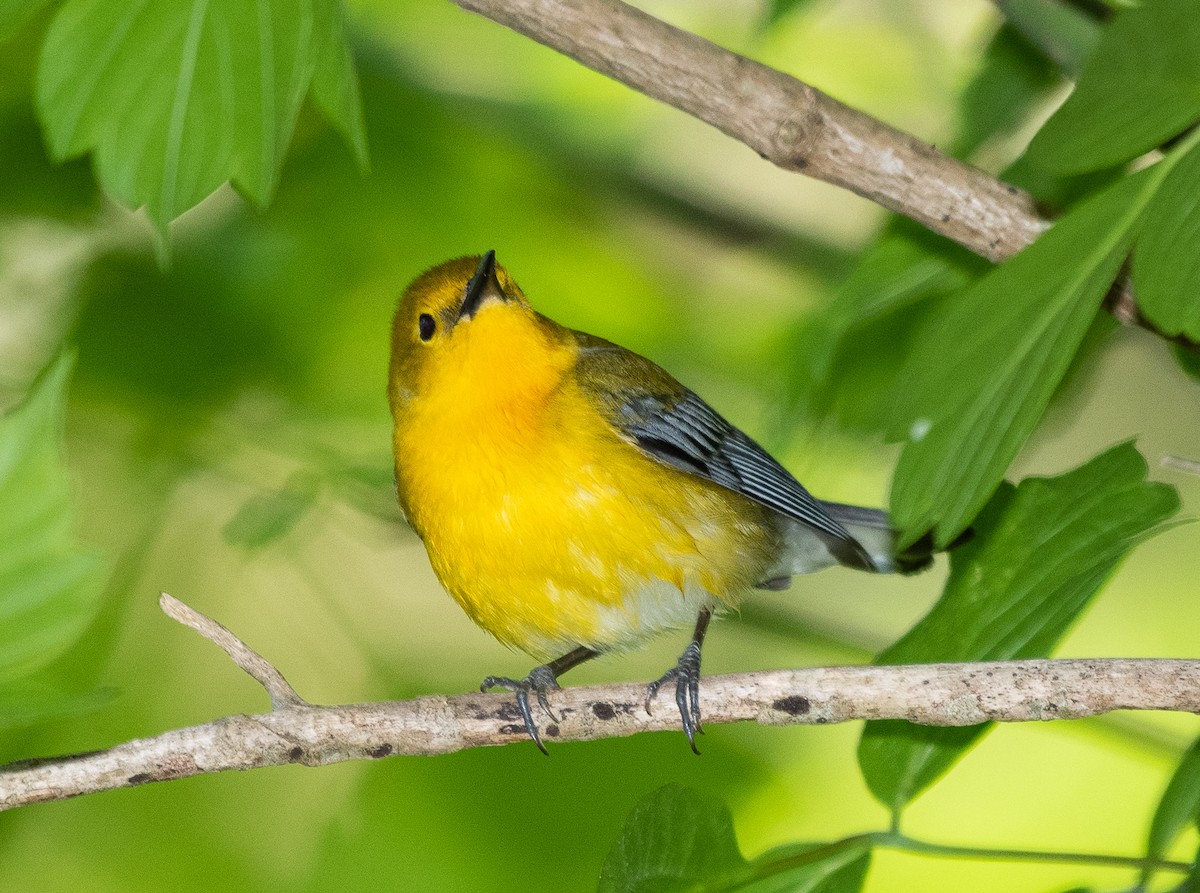 Prothonotary Warbler - ML223550241