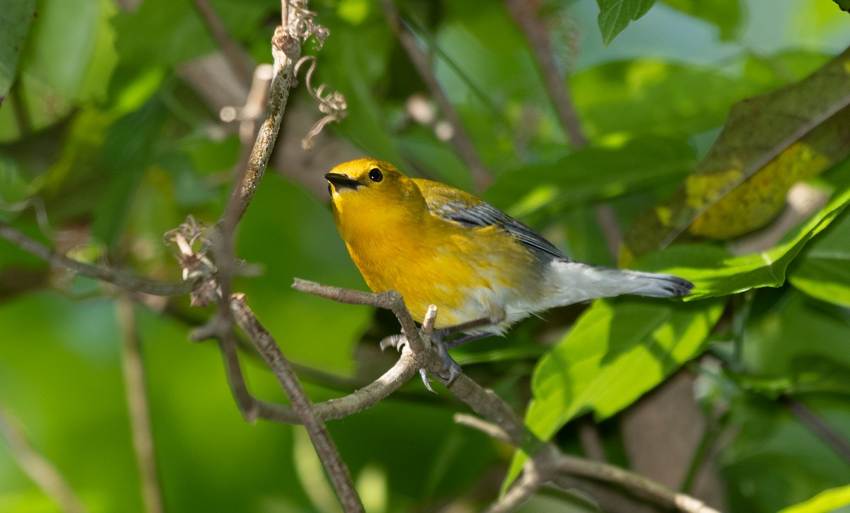 Prothonotary Warbler - ML223550311