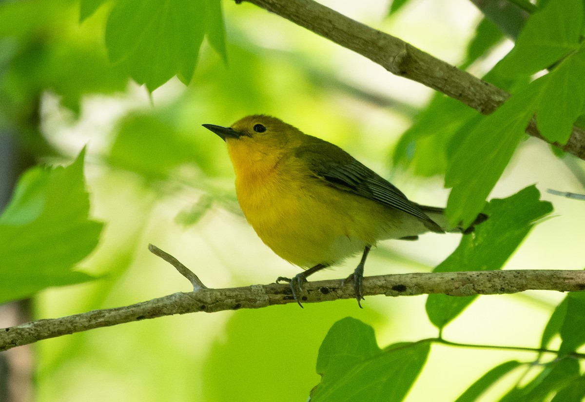 Prothonotary Warbler - ML223550321