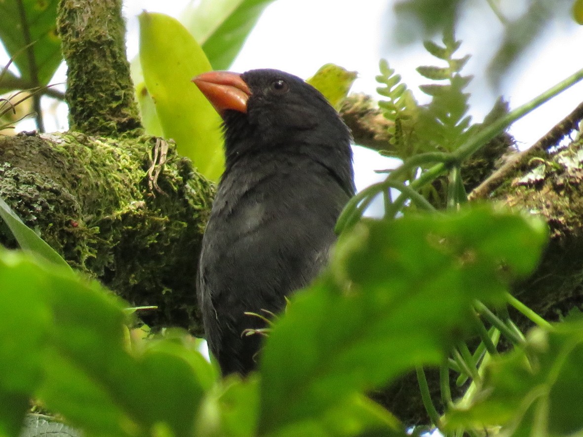 Black-throated Grosbeak - ML223550641