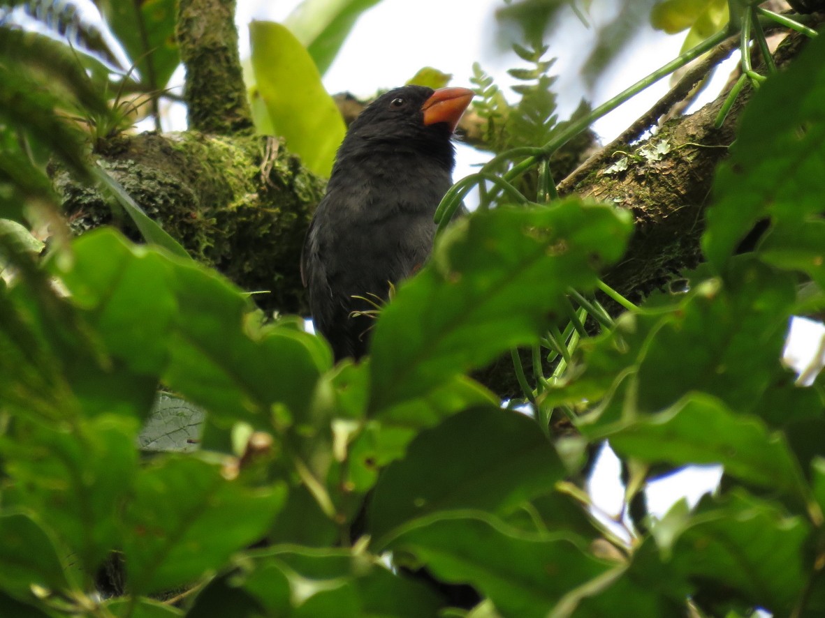 Black-throated Grosbeak - ML223550821