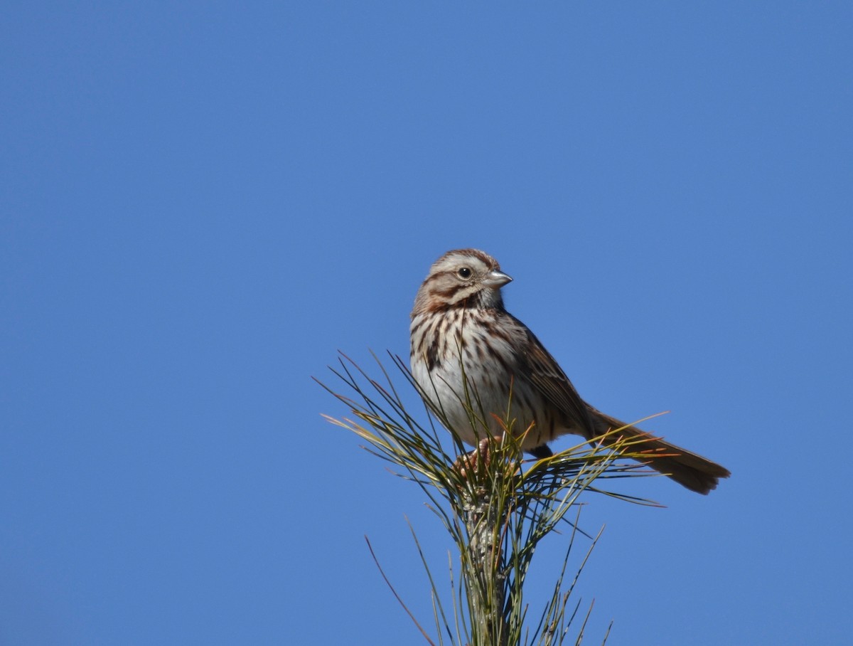 Song Sparrow - ML223551021