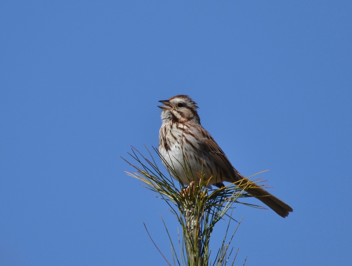 Song Sparrow - ML223551031