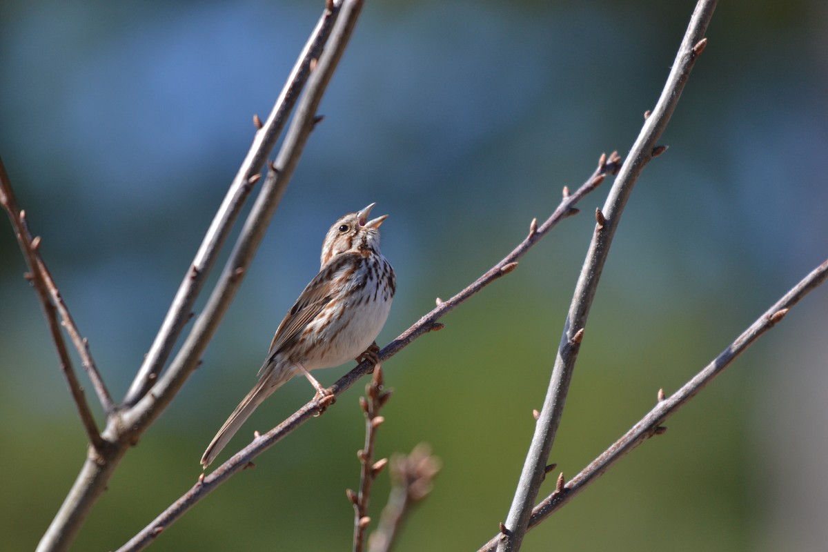 Song Sparrow - ML223551071