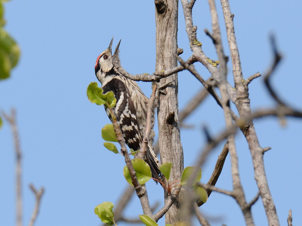 Lesser Spotted Woodpecker - ML223551351