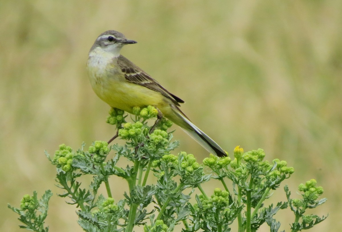 Larre-buztanikara (iberiae) - ML223551541