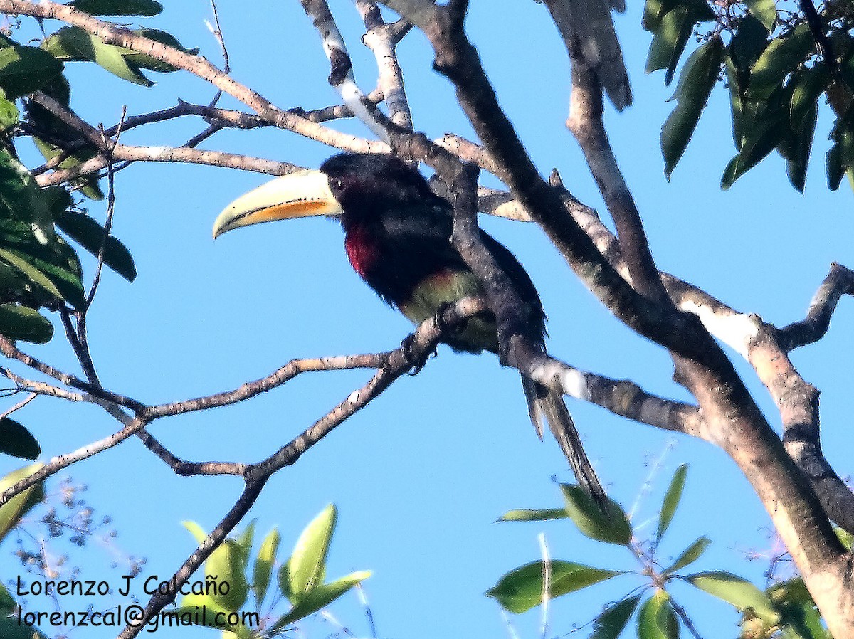 Ivory-billed Aracari - Lorenzo Calcaño