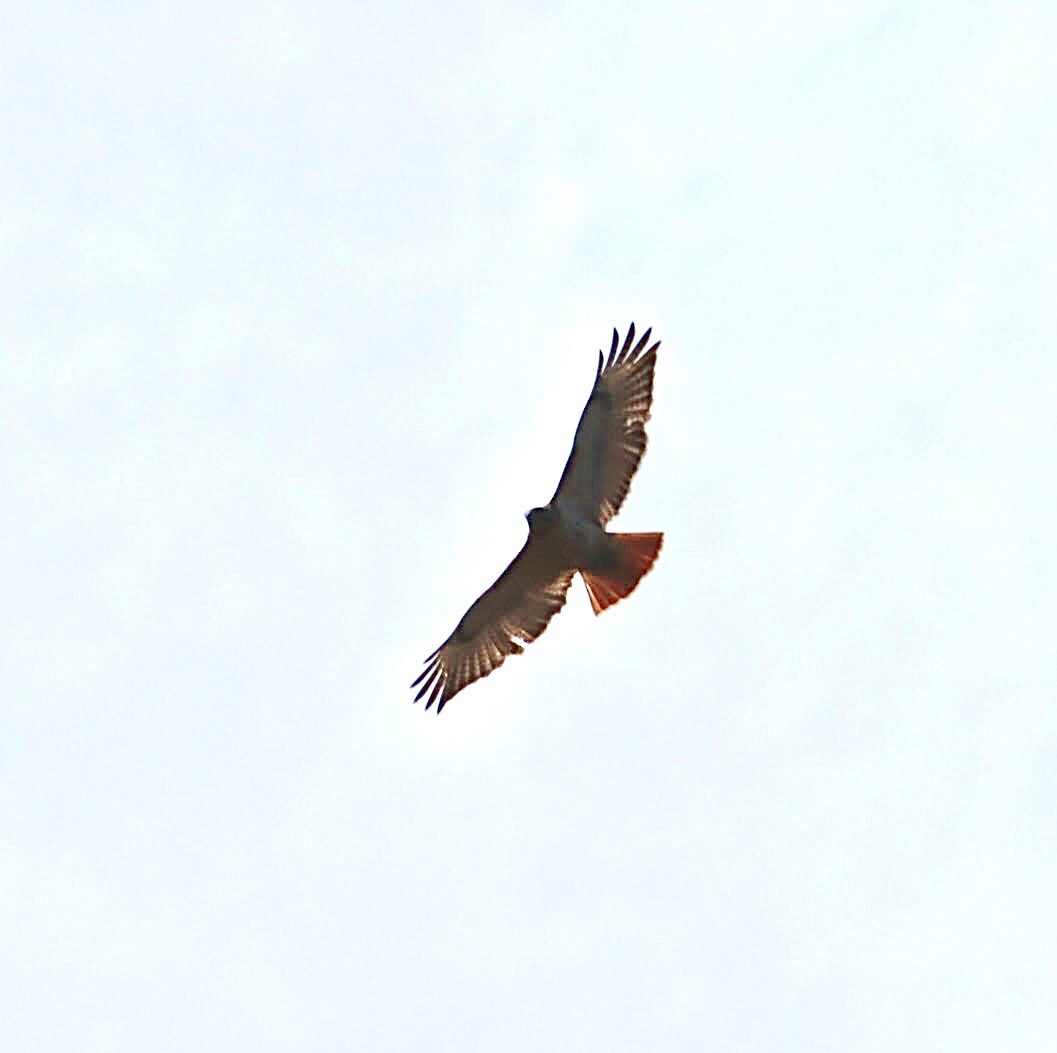 Red-tailed Hawk - Francis Porter