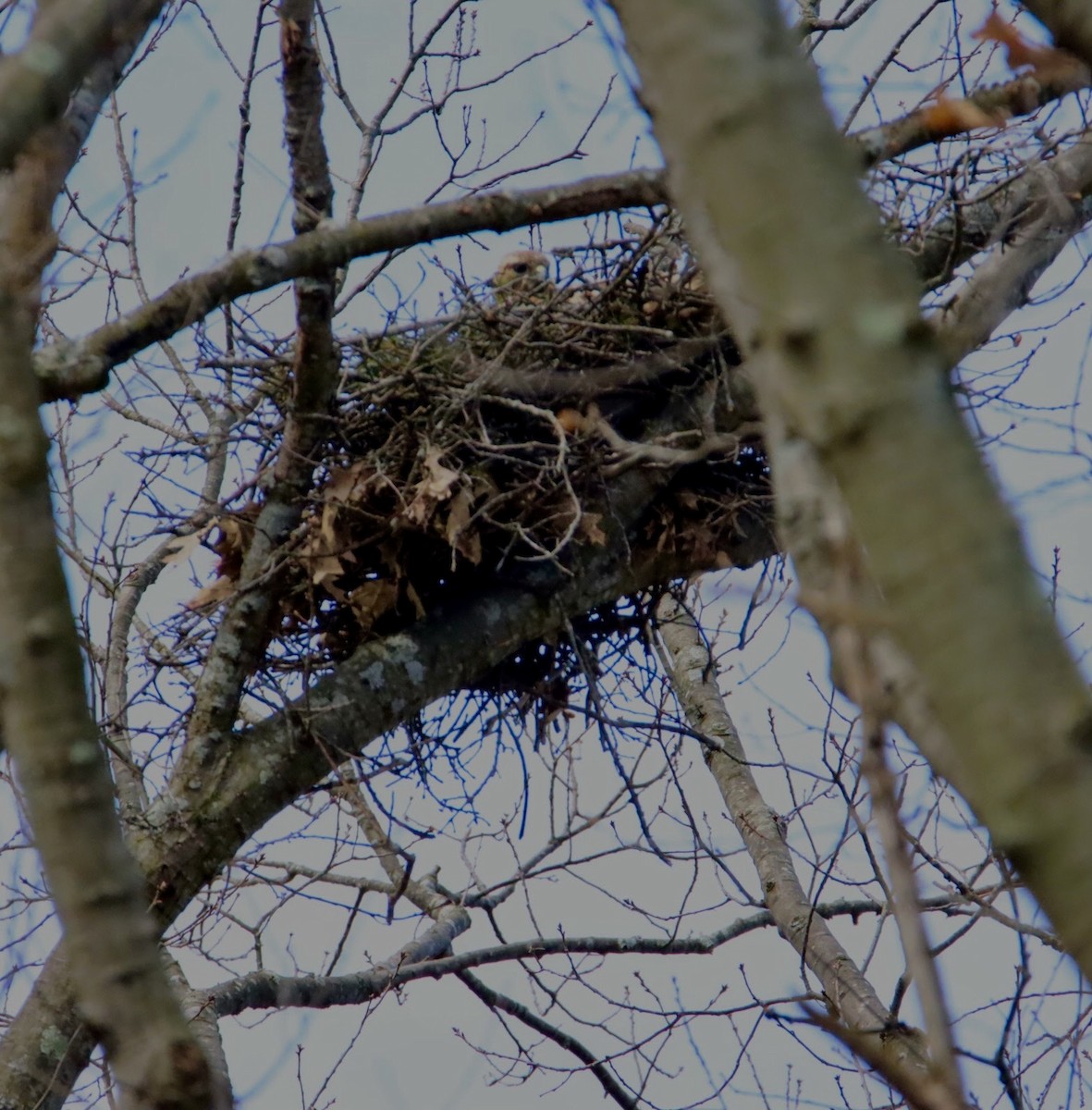 Red-tailed Hawk - ML223553521