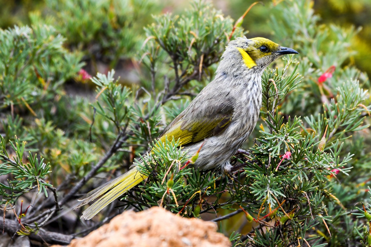 Yellow-plumed Honeyeater - ML223553711