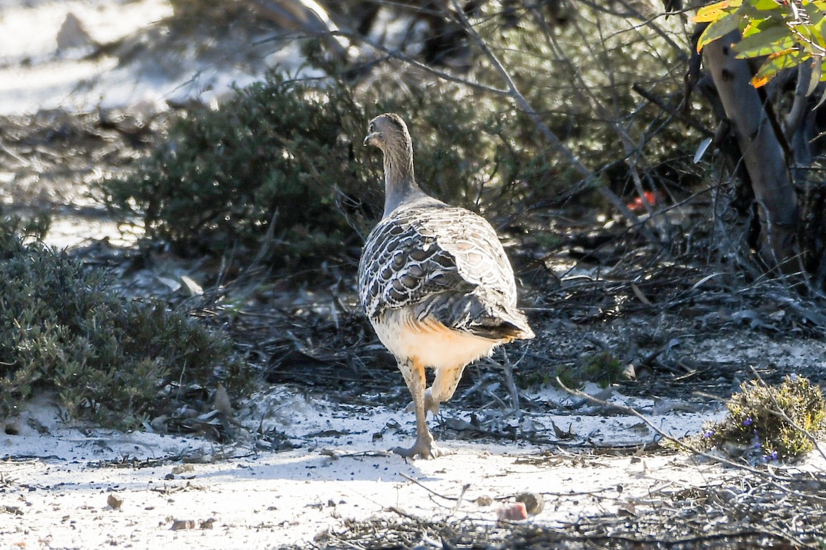 Malleefowl - Alison Bentley