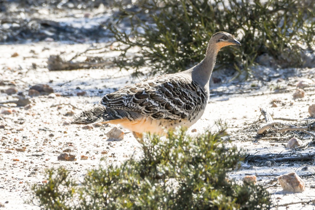 Malleefowl - Alison Bentley