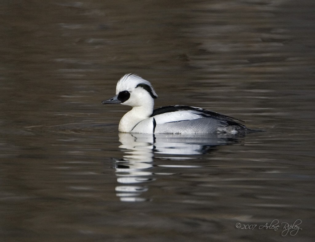 Smew - ML22355821