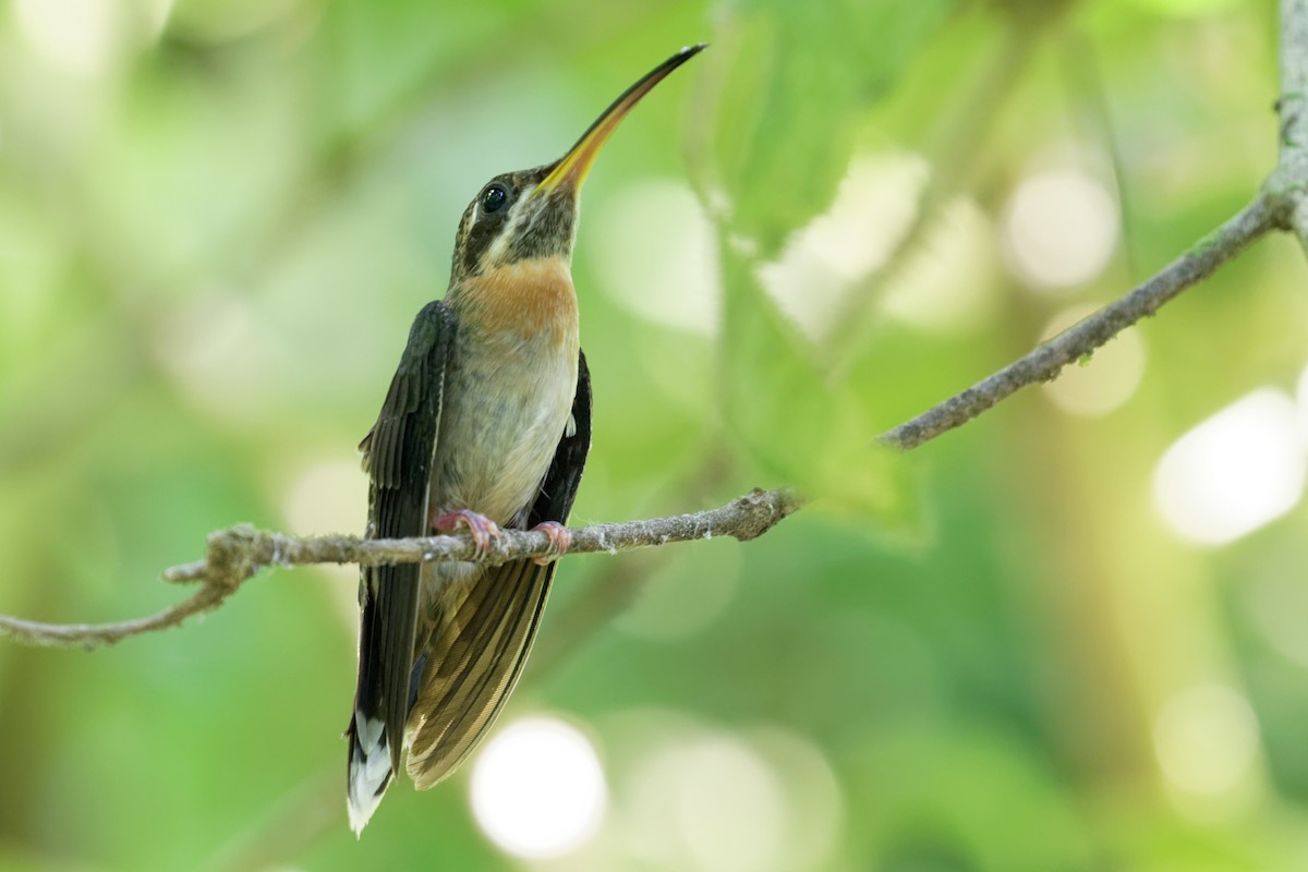 Полосатохвостый колибри-отшельник - ML223560951