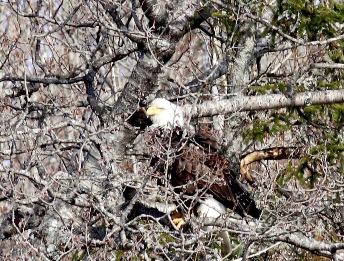 Bald Eagle - ML223561701