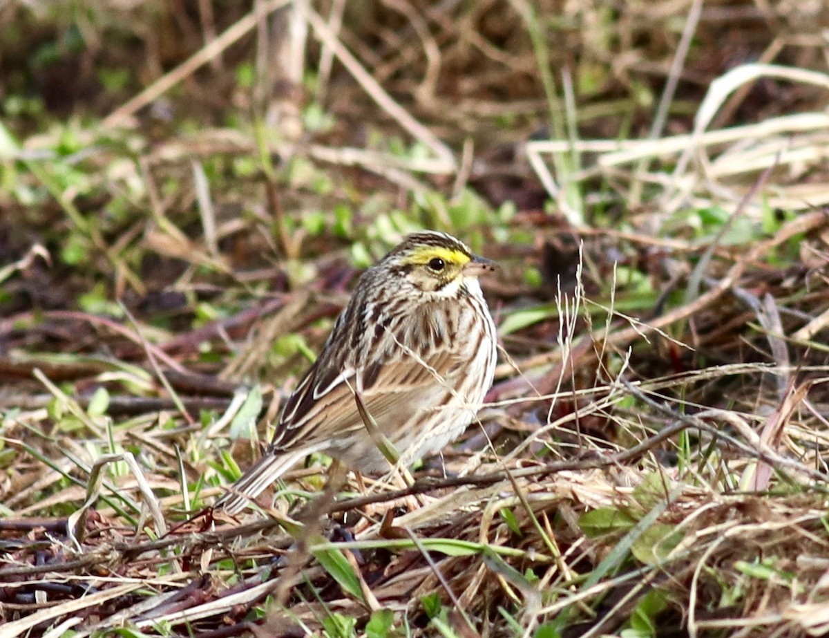 Savannah Sparrow - ML223561711