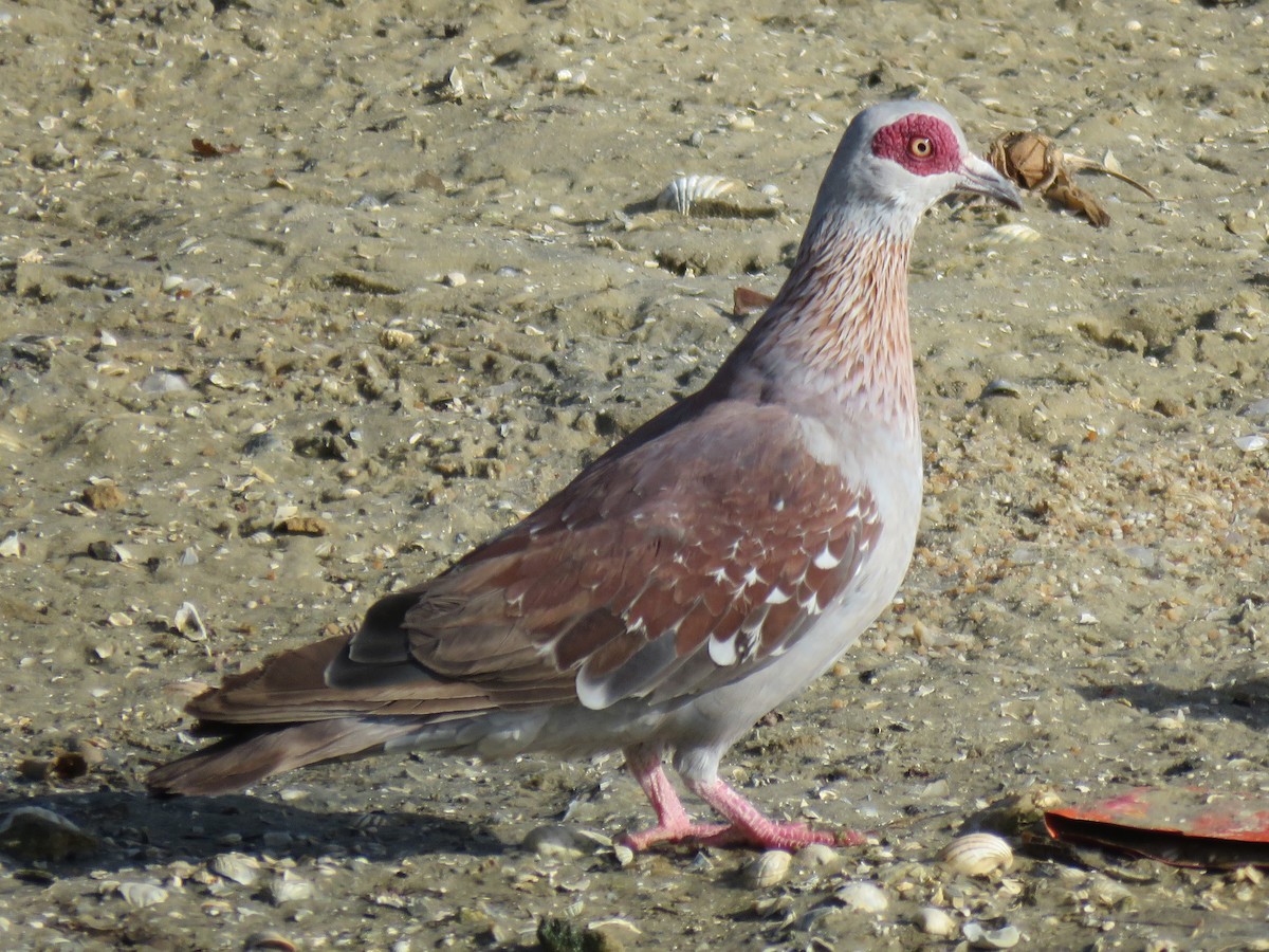 Pigeon roussard - ML223562441