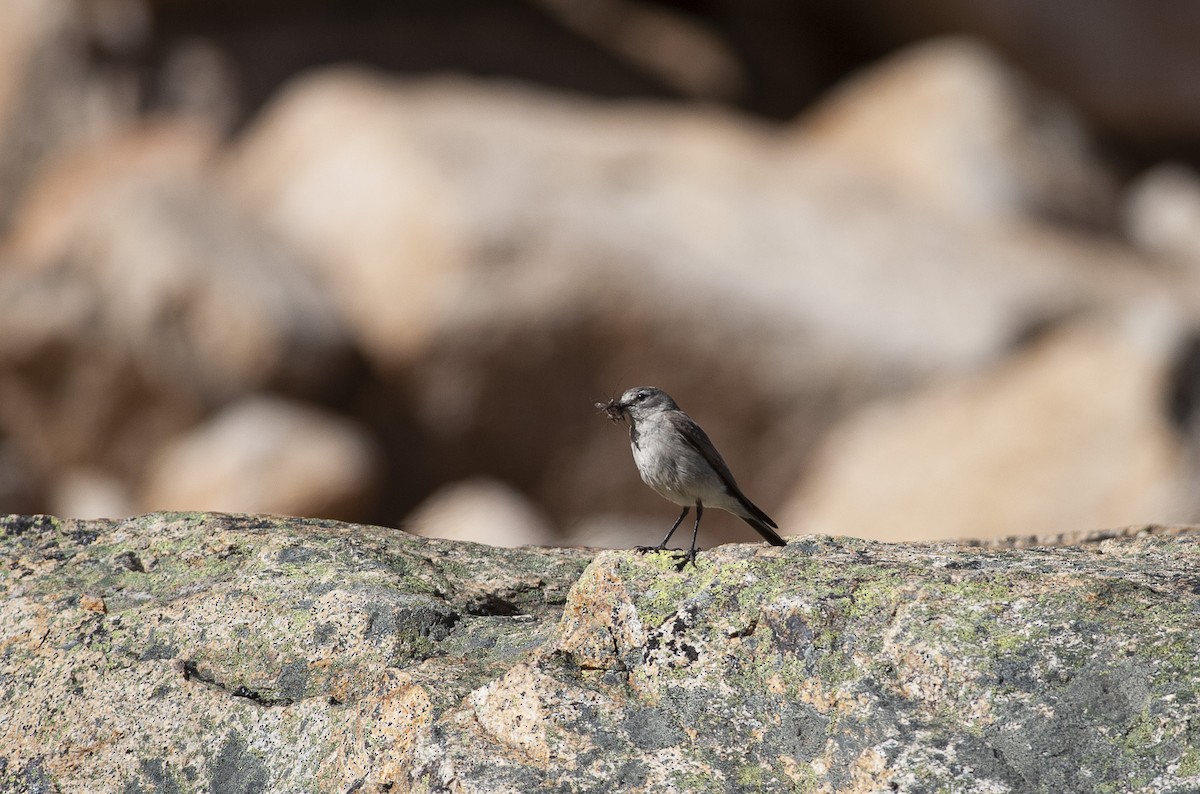 Ochre-naped Ground-Tyrant - ML223563851