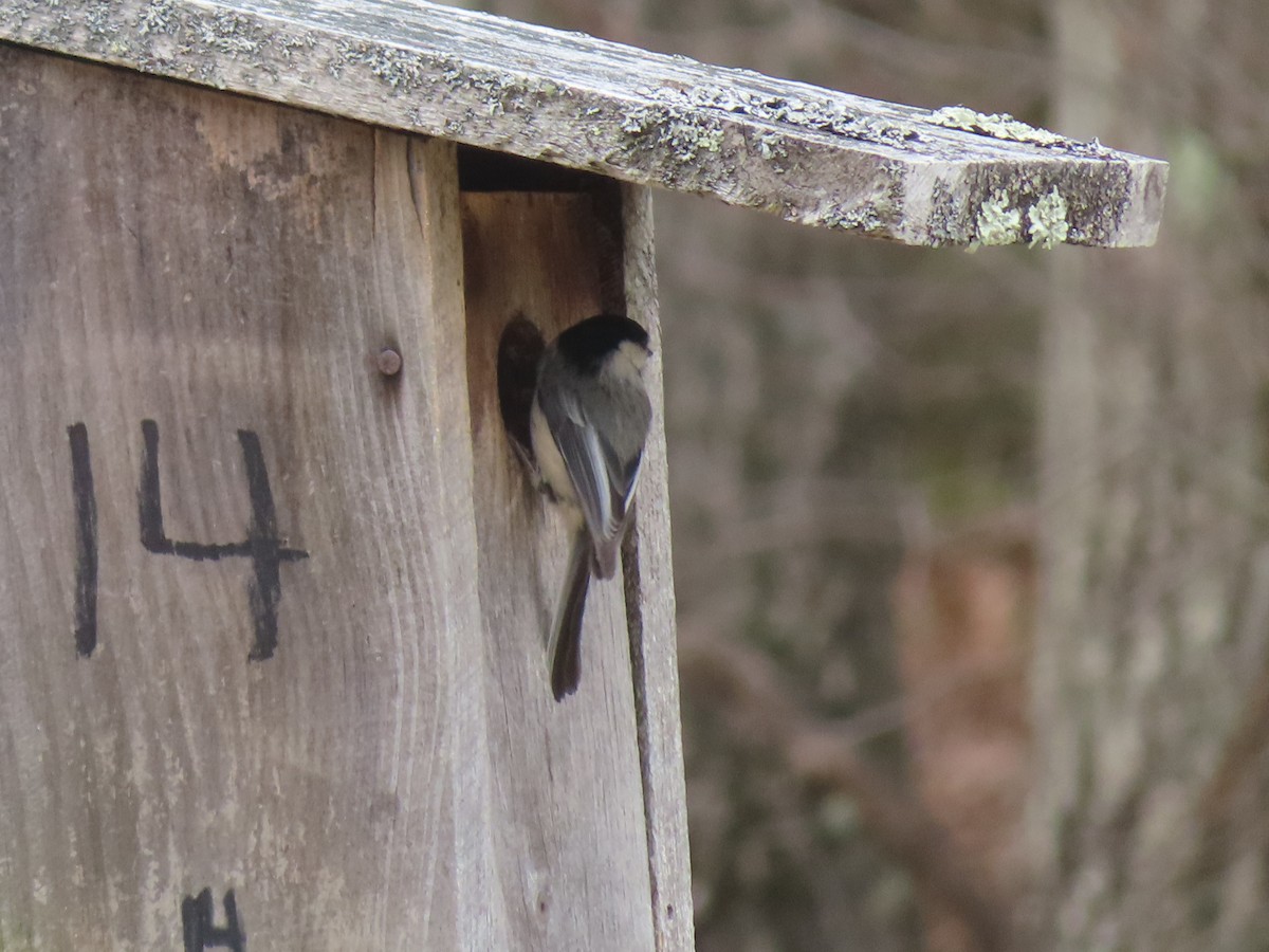 Black-capped Chickadee - ML223564311