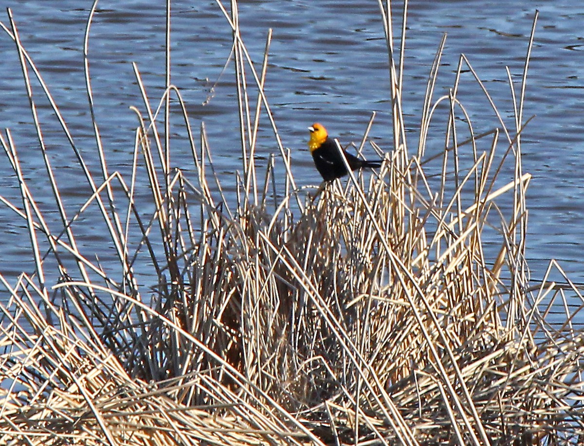 Yellow-headed Blackbird - Helga Knote