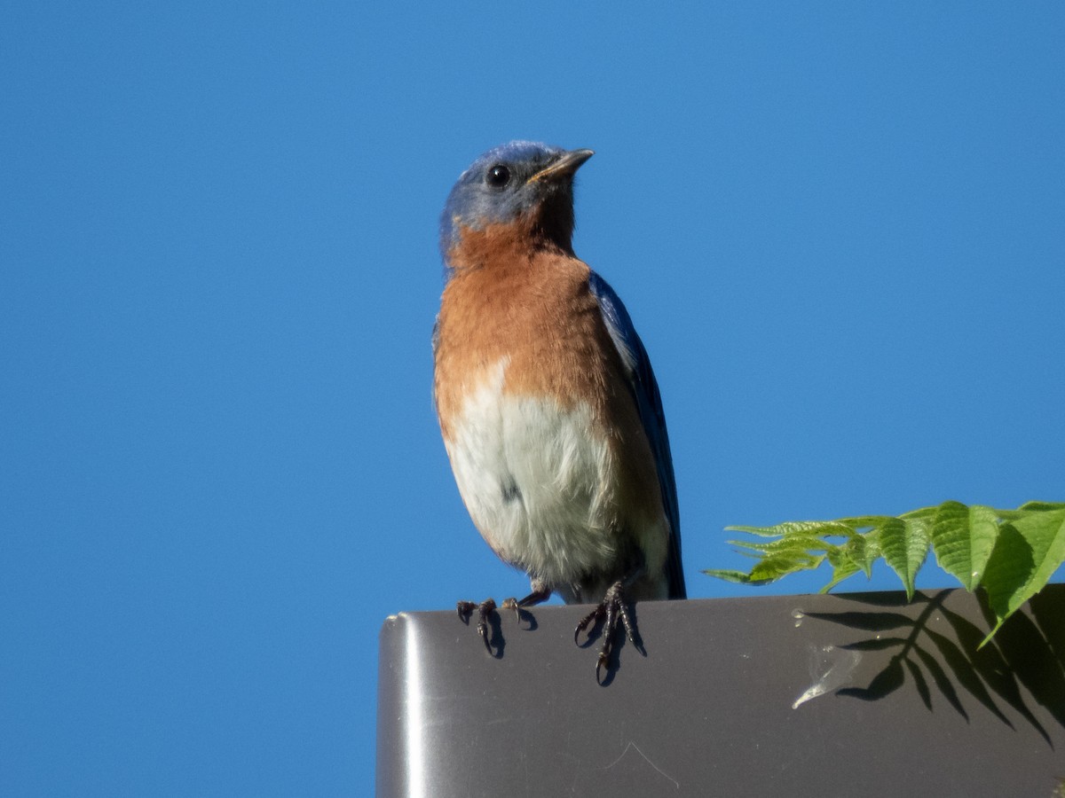 Eastern Bluebird - ML223564591