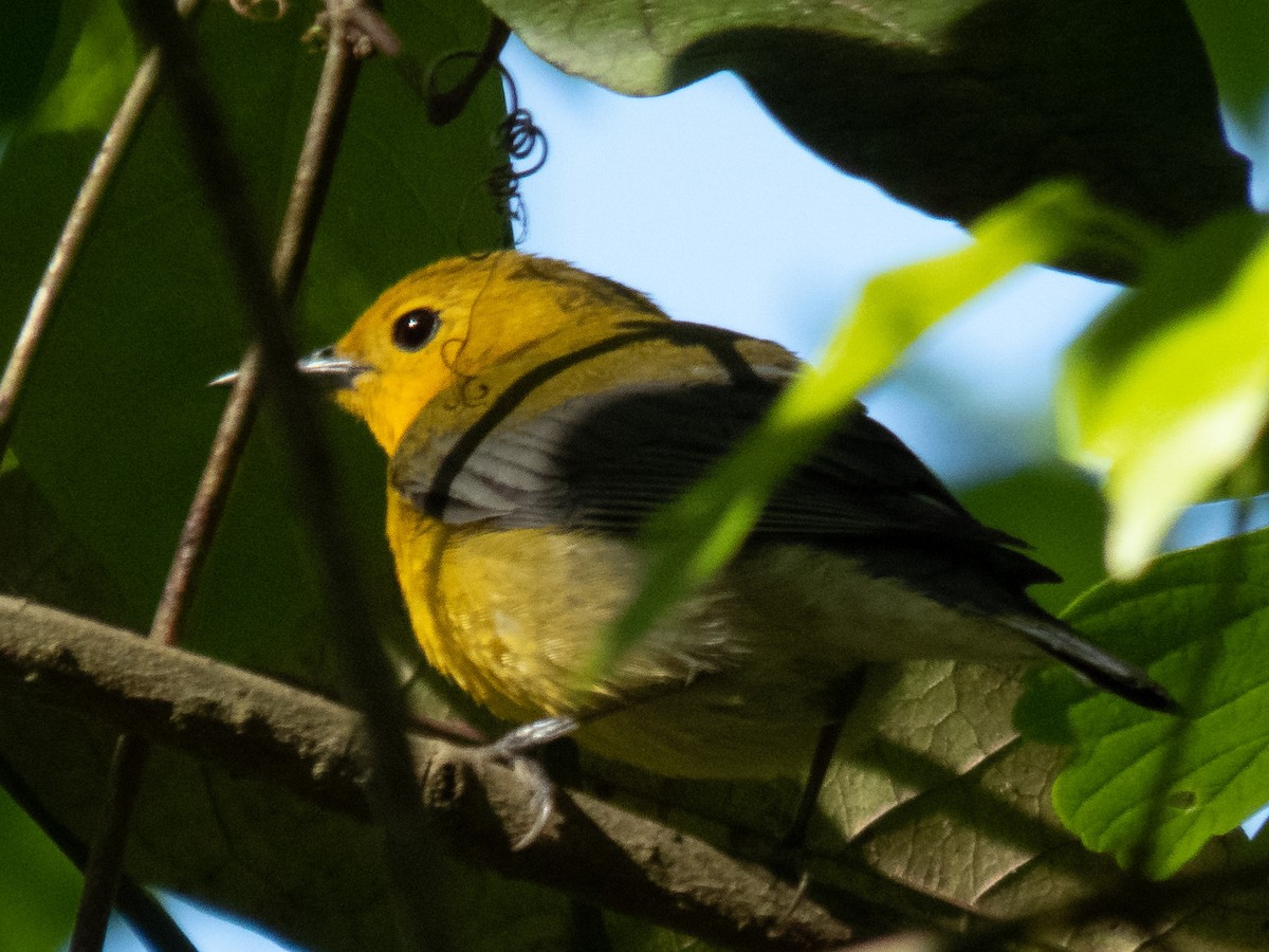 Prothonotary Warbler - ML223564611